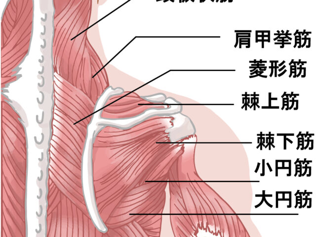 野球の投球で肩が痛い原因とは？関係する筋肉と正しい治療法